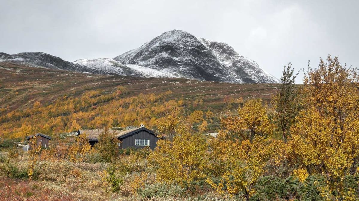Fargekart for tretjære og tjærebeis