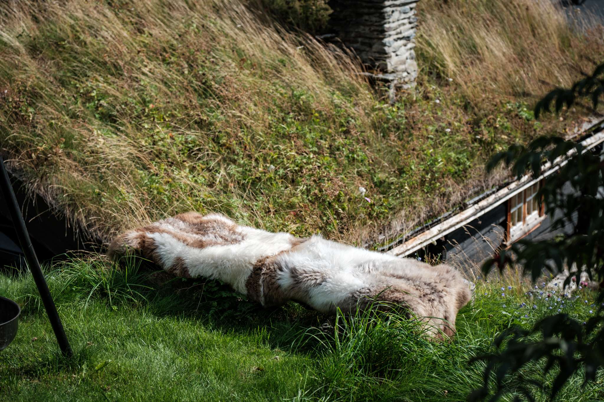 Lammeskinn Lang